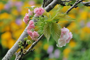 4月27日山东临沂花生价格行情